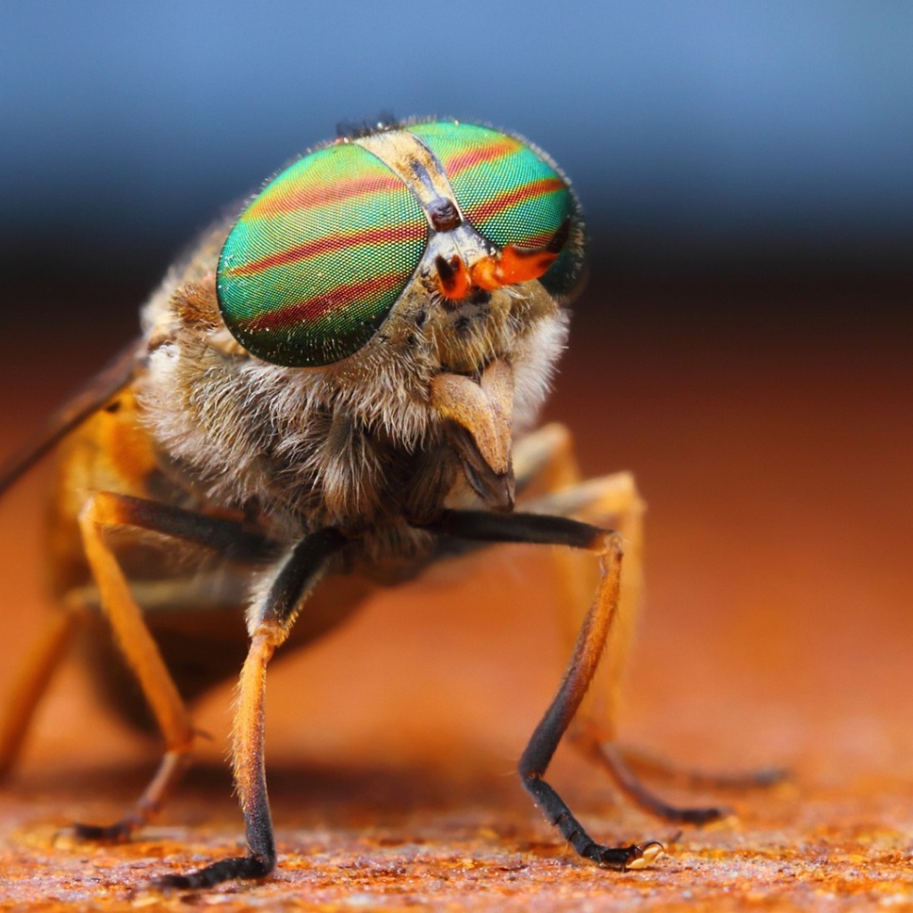 Фото мухи крупным планом