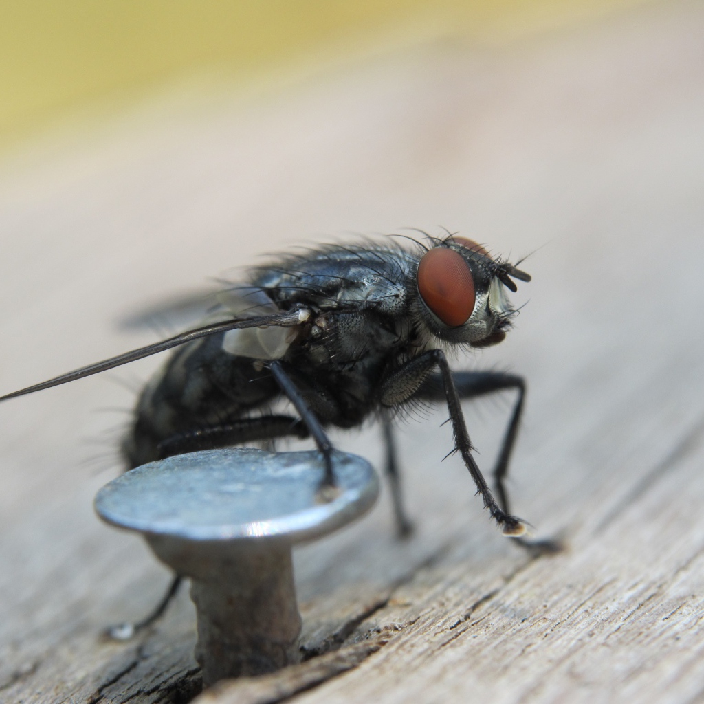 Муха у железного гвоздя