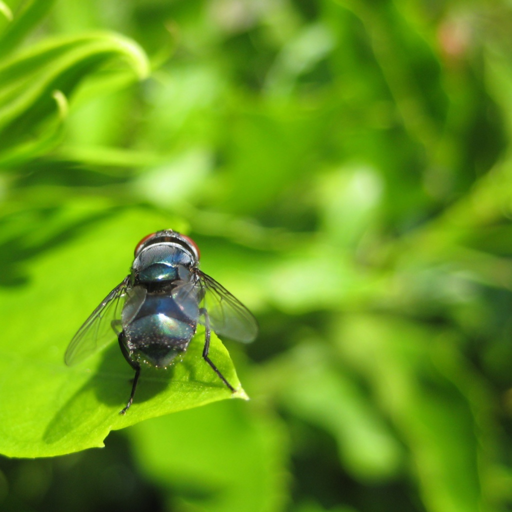 Муха на зеленом листе