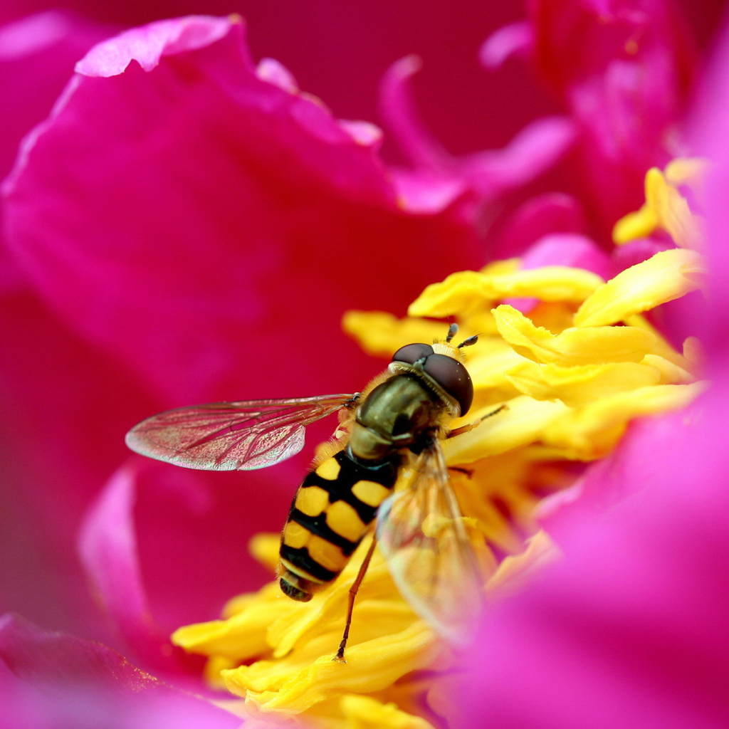 Муха на розовом цветке