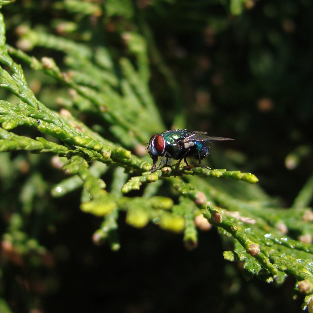 Муха сидит на зеленой ветке