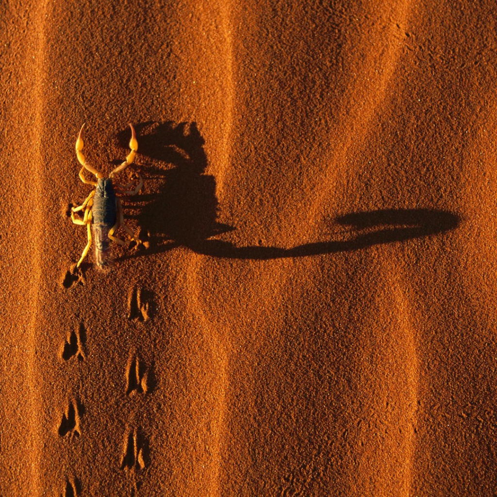 Следы жука на песке