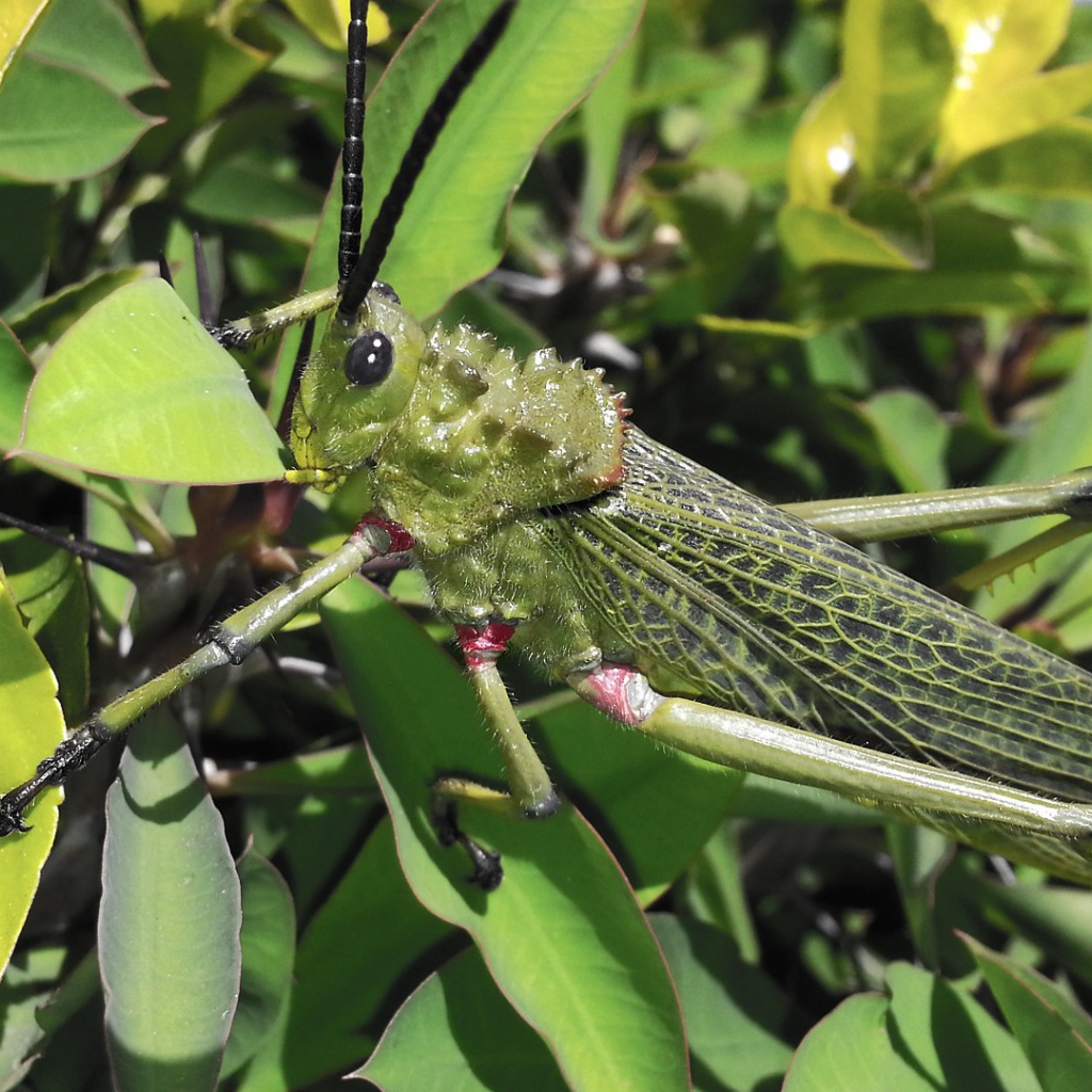 Кузнечик отлично замаскировался