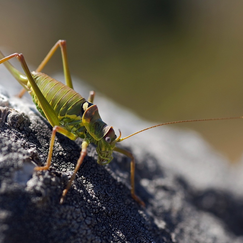 Зеленый жук ползет по земле