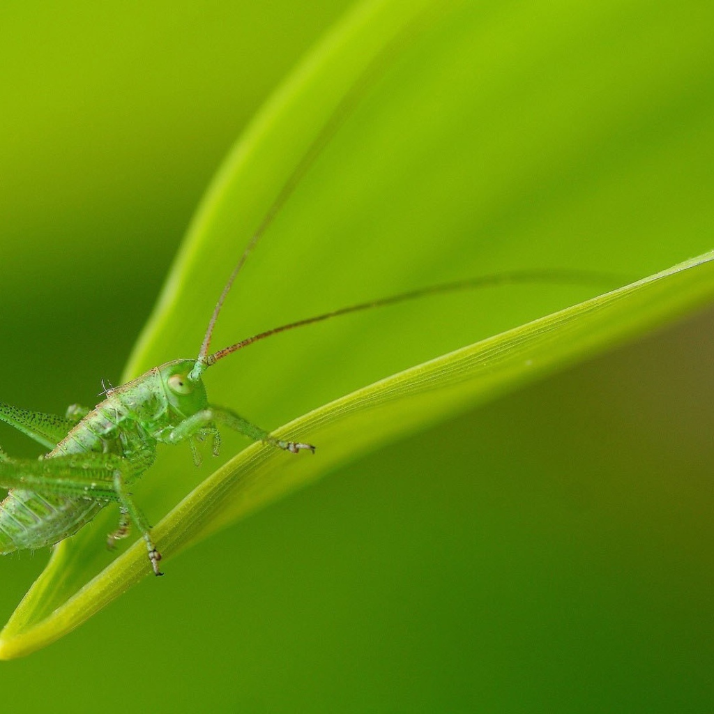 Зеленый кузнечик маскируется на листе