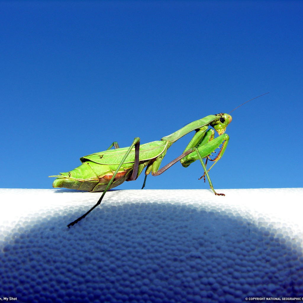 Зеленый богомол