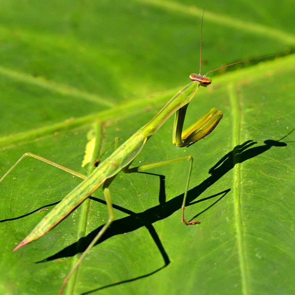Зеленый богомол на зеленом листике