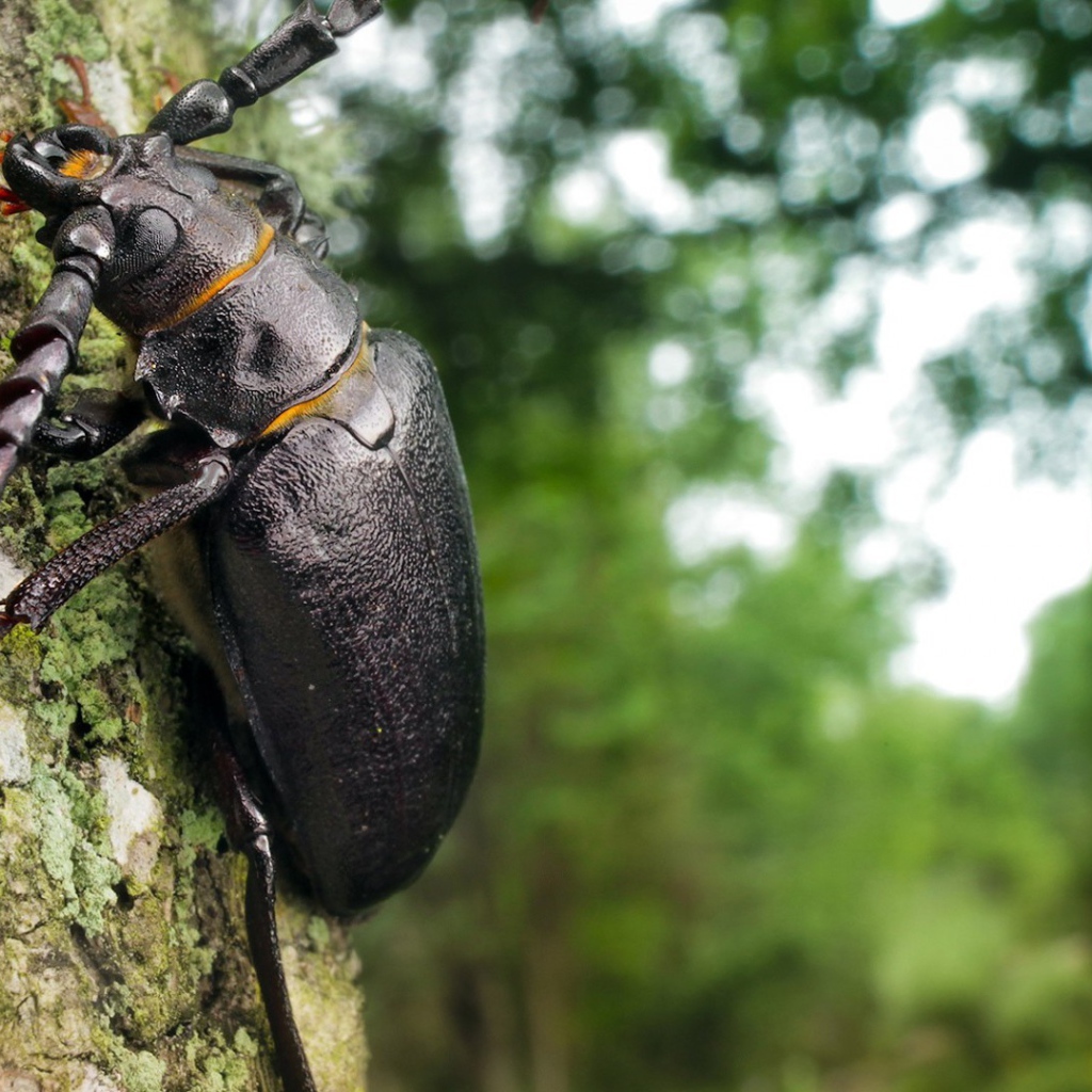 Огромный черный жук ползет по стволу дерева