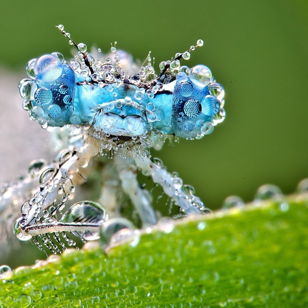 Насекомое покрыто каплями воды