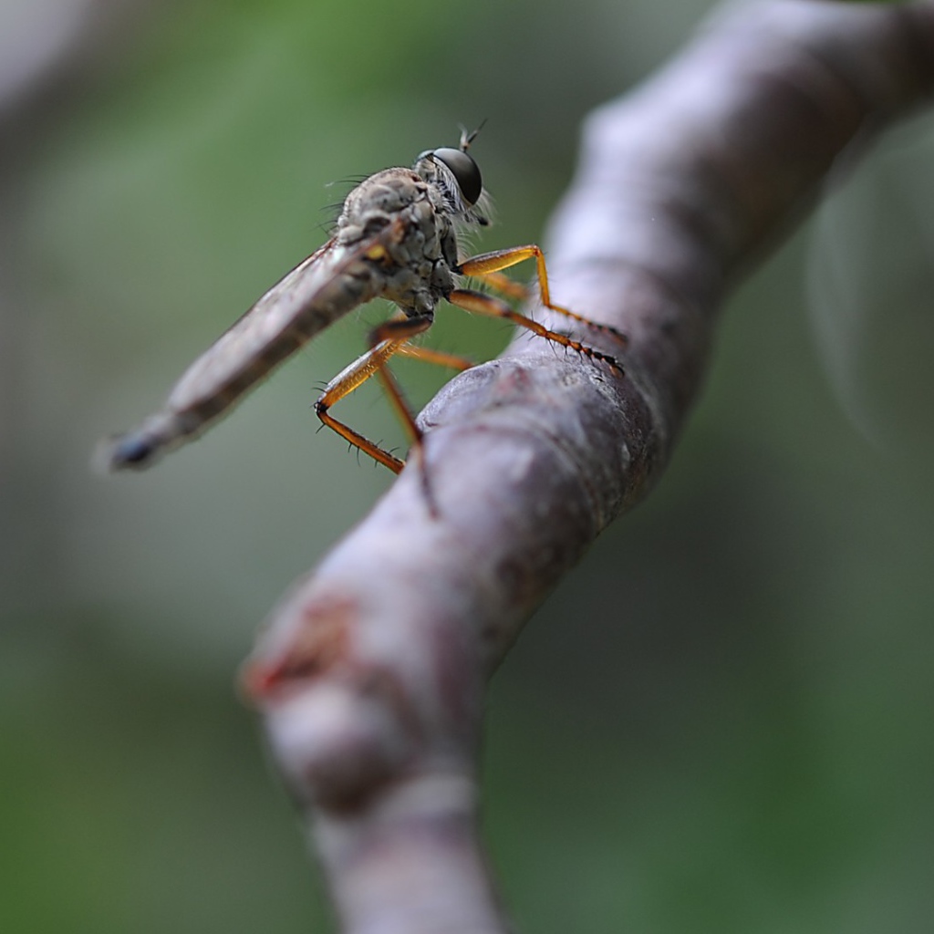 Насекомое сидит на ветке