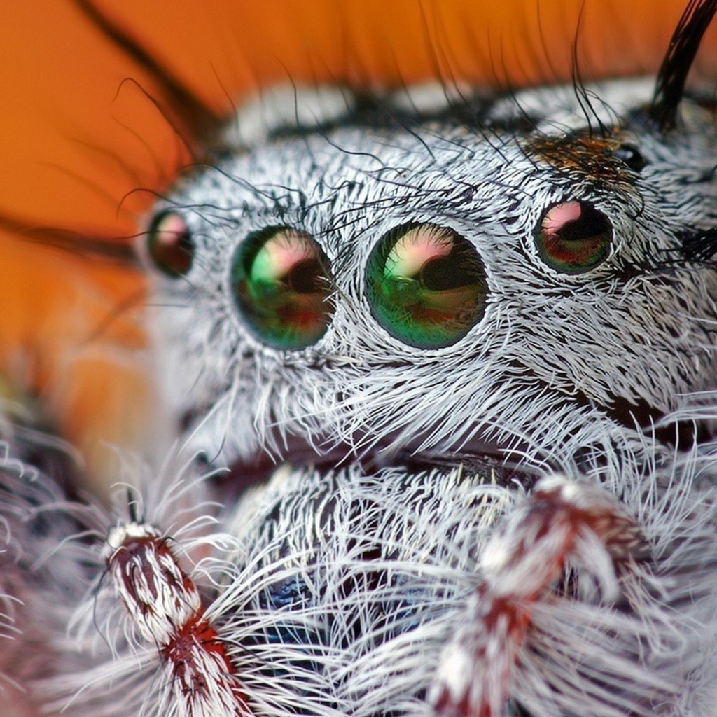 Так выглядит паук