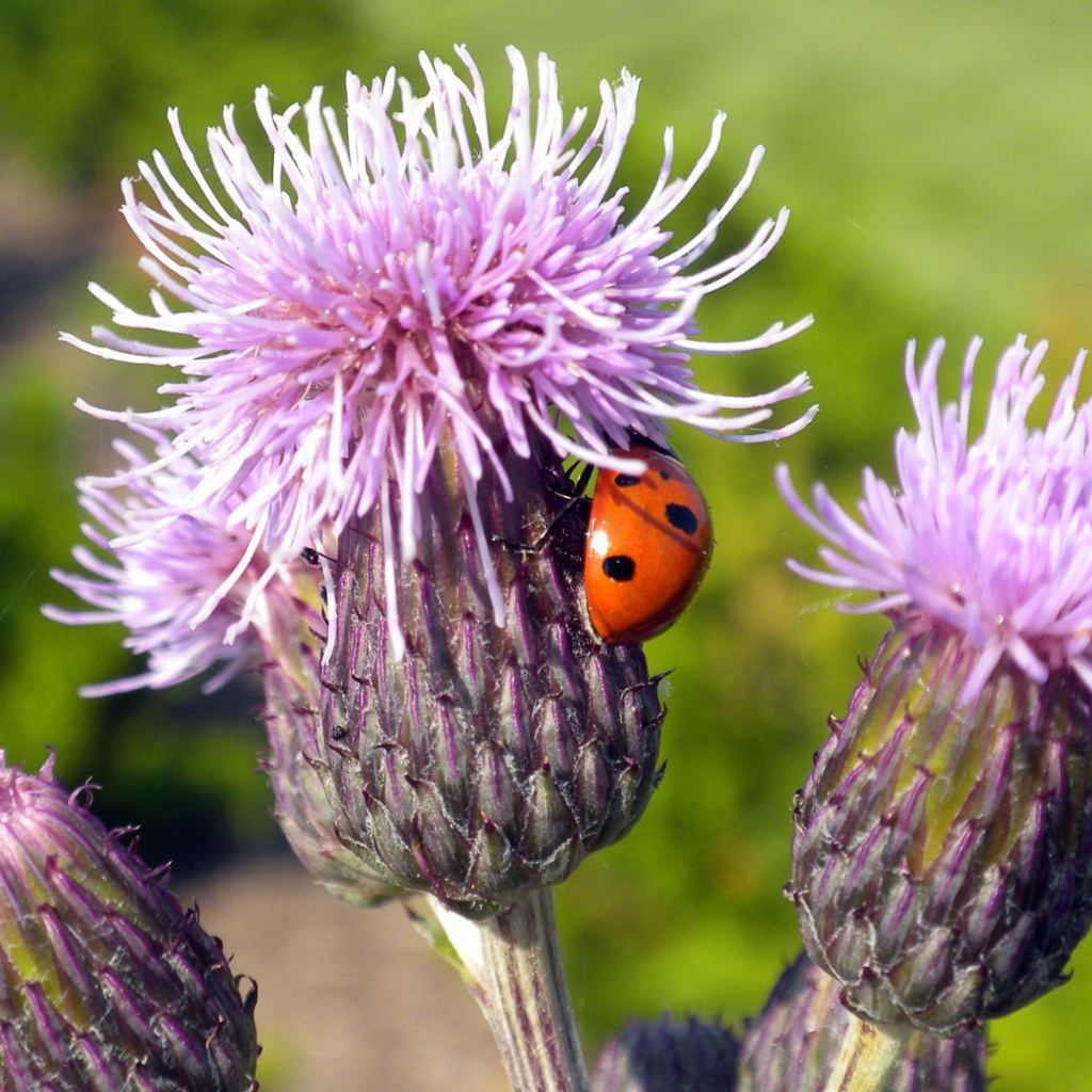 Божья коровка на цветке сорняка