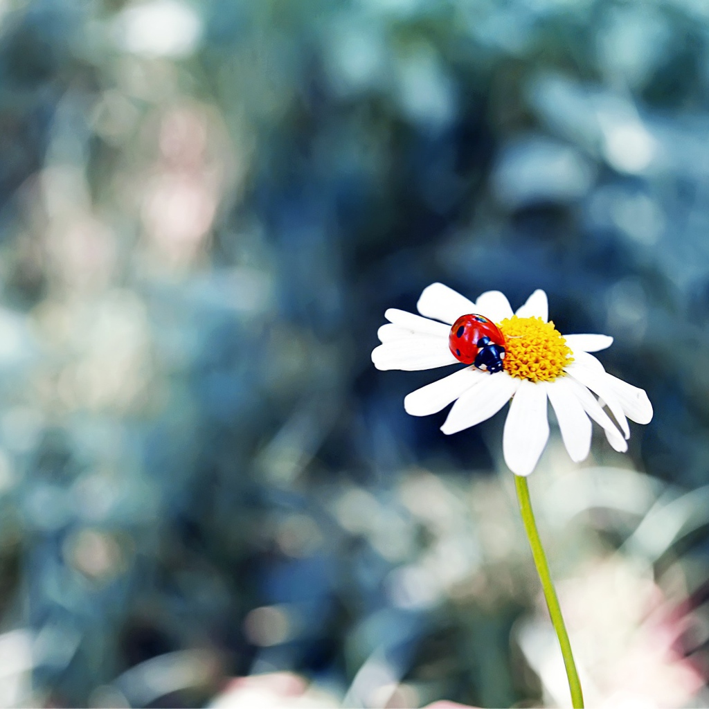 Божья коровка в сердцевине ромашки