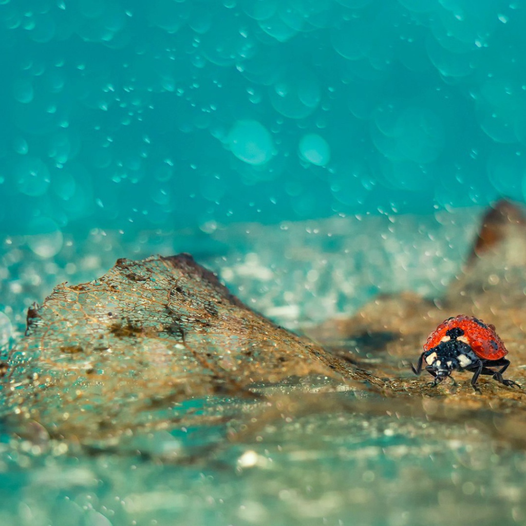 Божья коровка под дождем