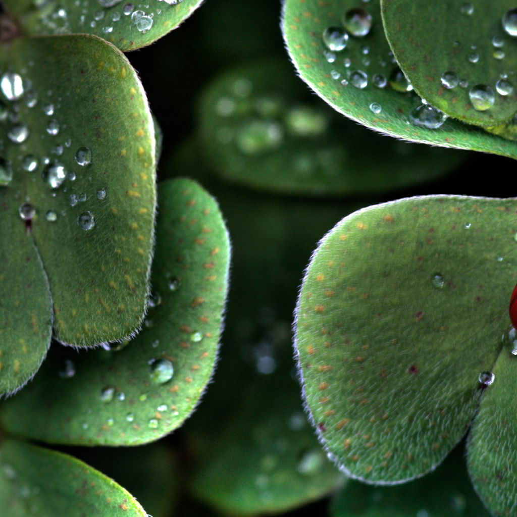 Божья коровка на пушистом листке