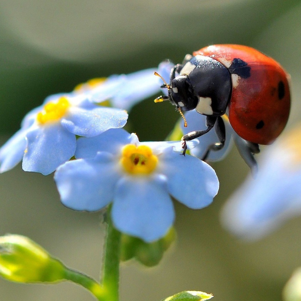 Божья коровка на цветах незабудки