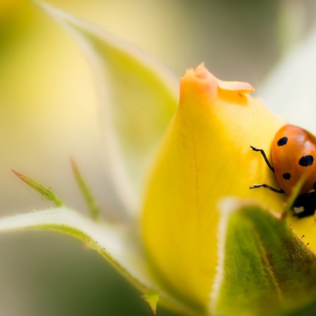 Божья коровка на бутоне желтой розы