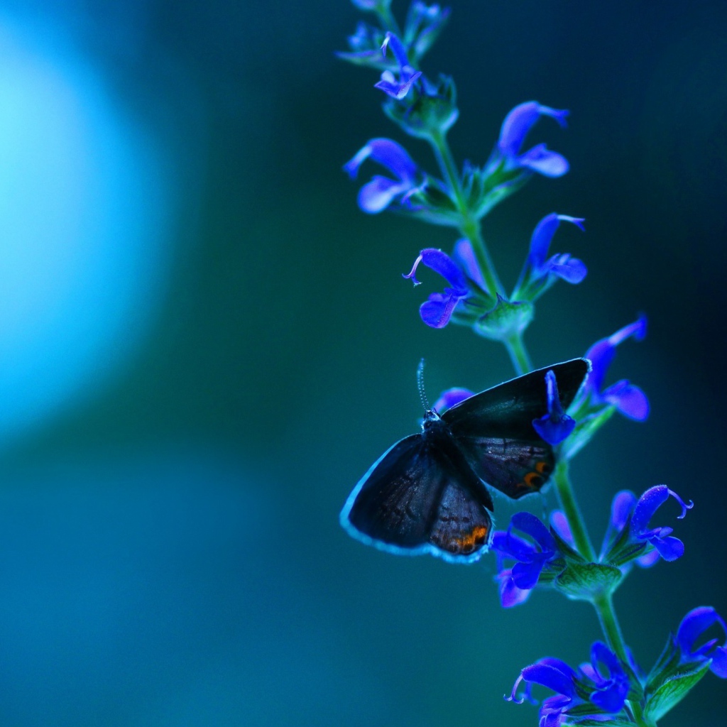 Маленькая бабочка на кисточке голубых цветов