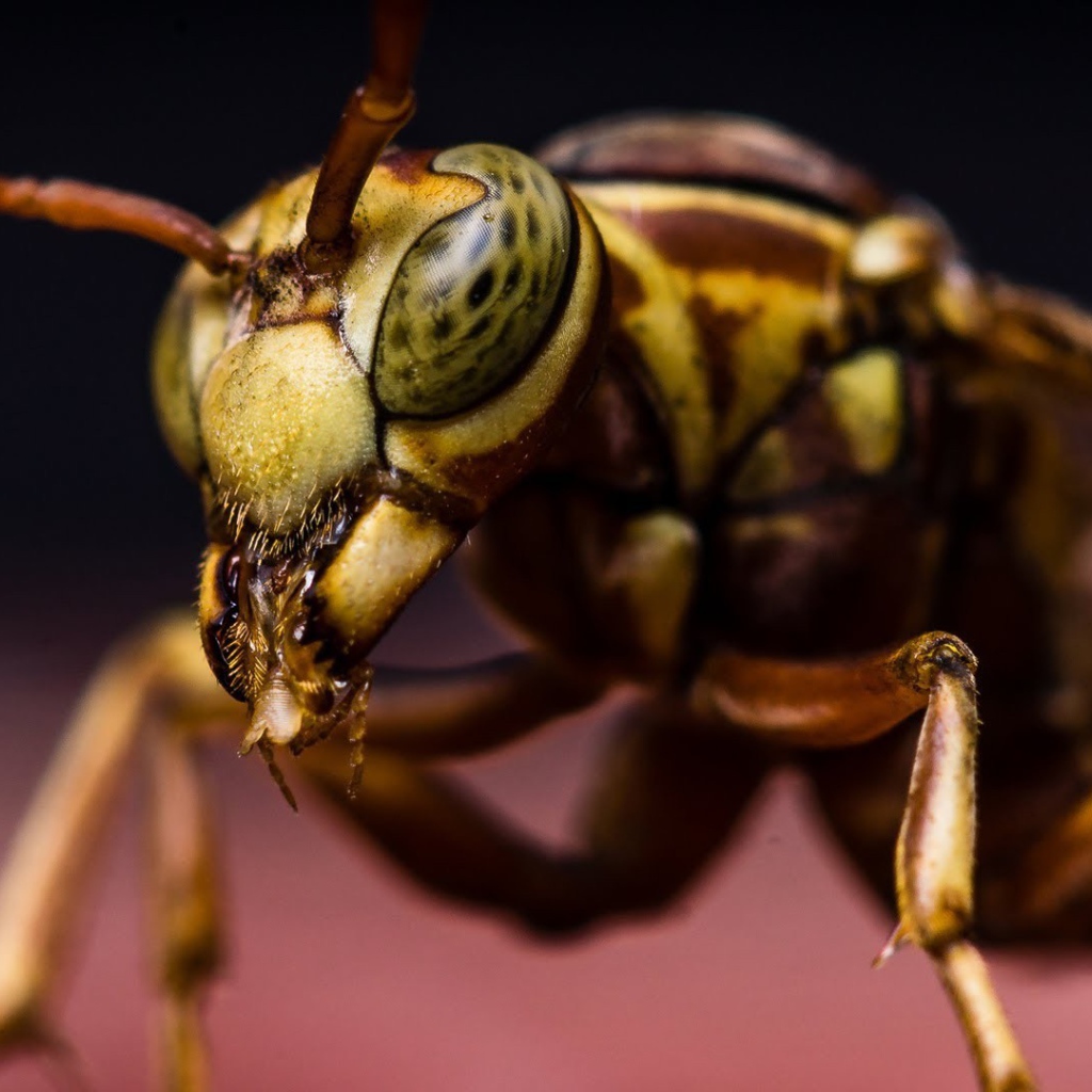 Макро фото насекомого