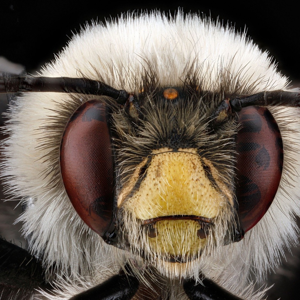 Макро фото головы насекомого