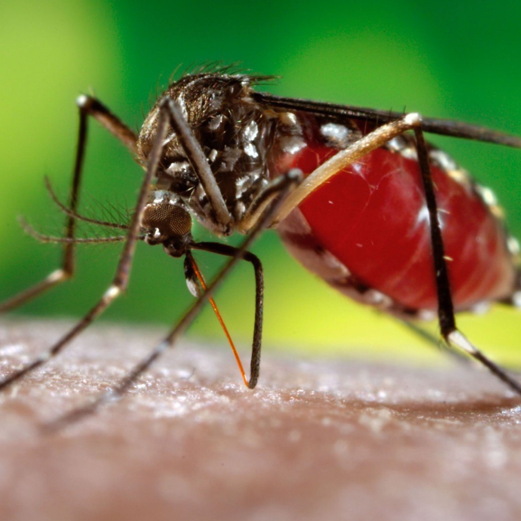 Комар сосет кровь