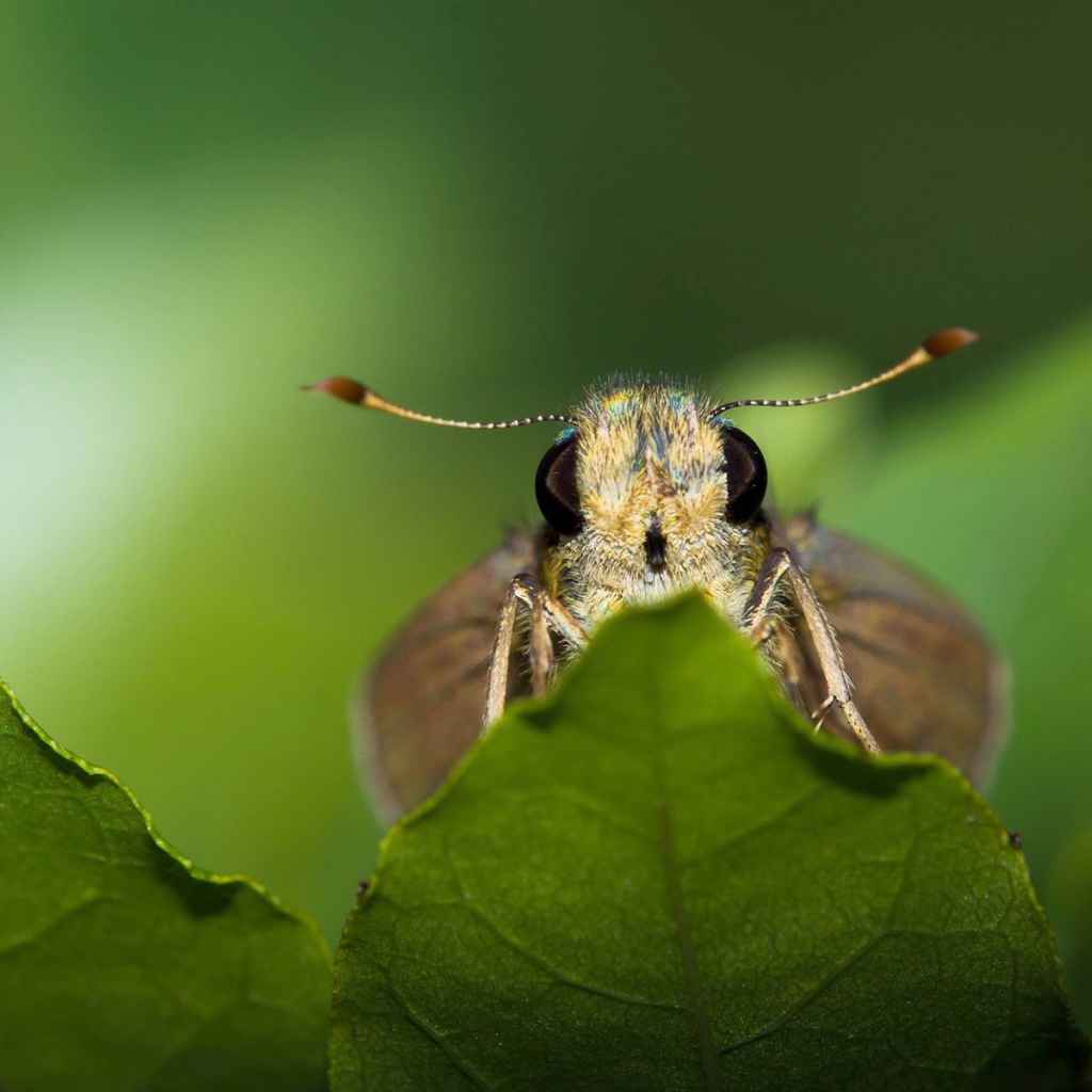 Моль спряталась за листом