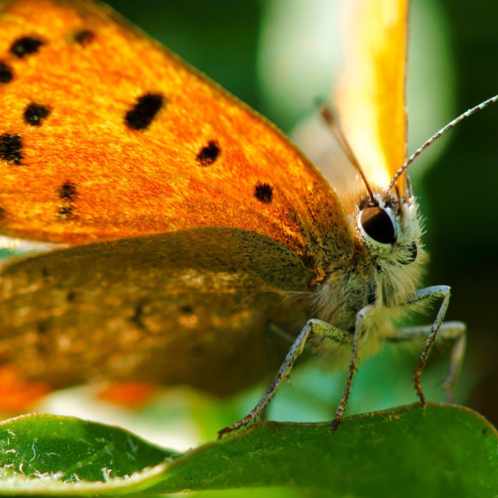 Оранжевая бабочка вблизи