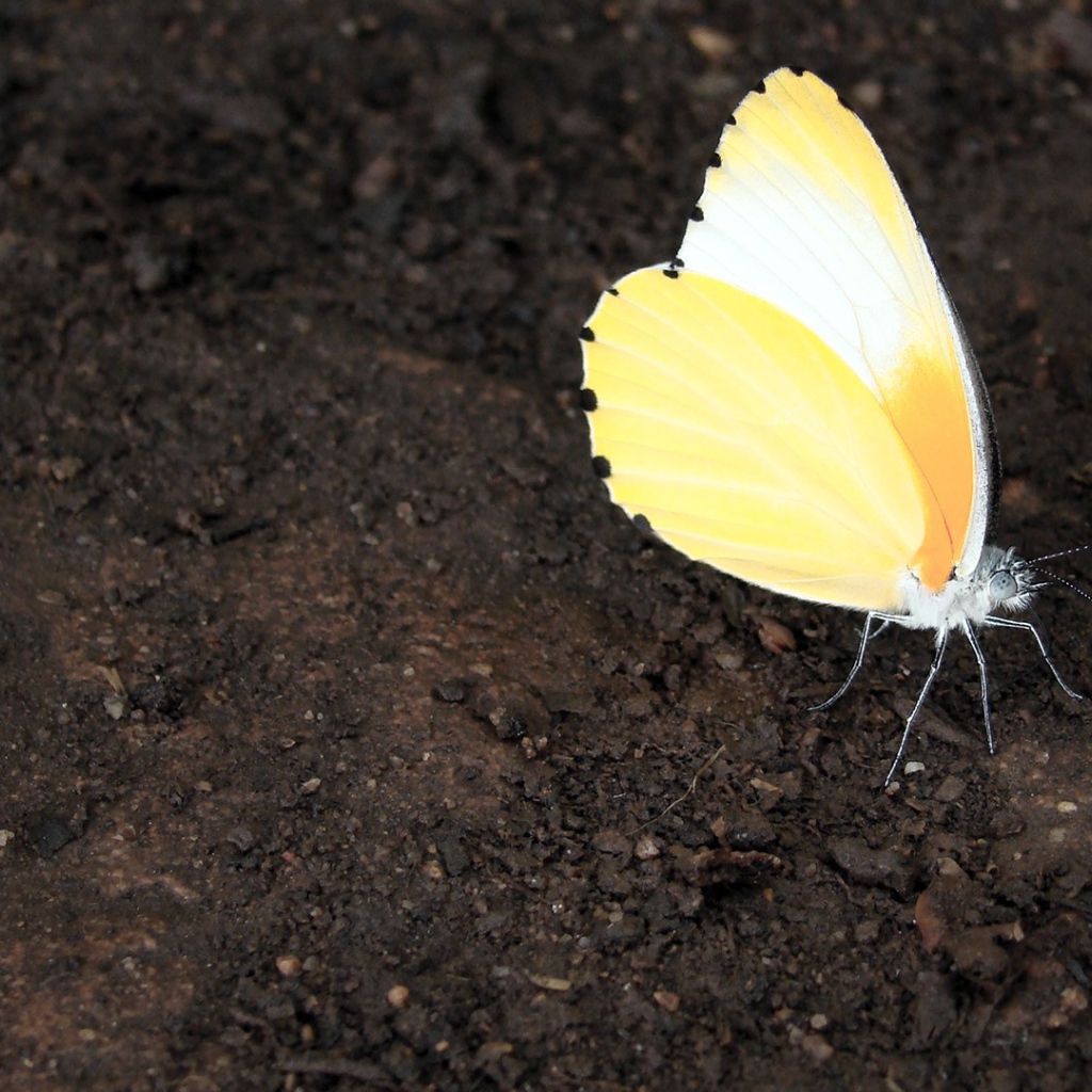 Оранжевая бабочка на земле