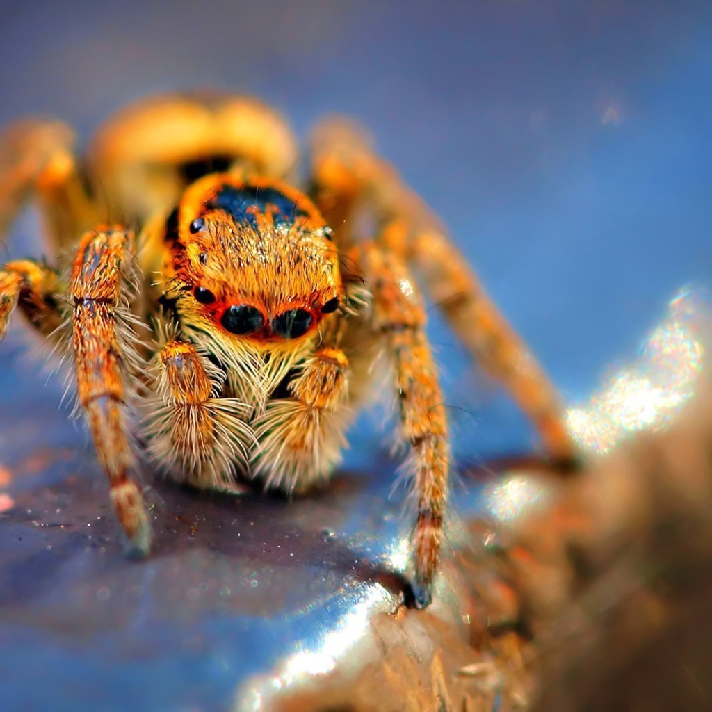 Оранжевый мохнатый паук