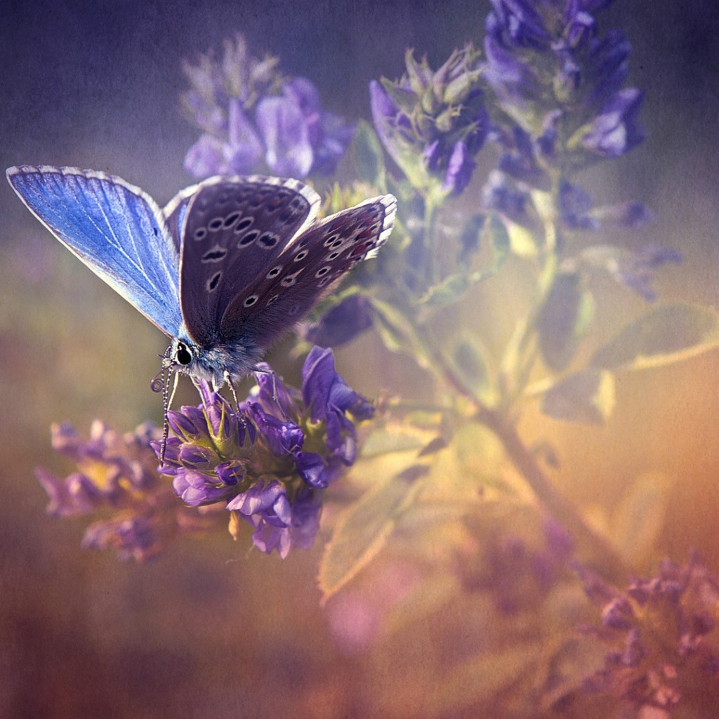 Сиреневая бабочка на лаванде