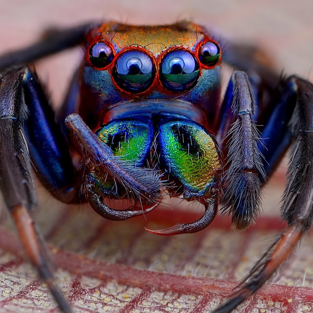 Синий паук игрушка. Паук вайлд. Паук игрушка. Паук игрушка петс. Spider as a pet.