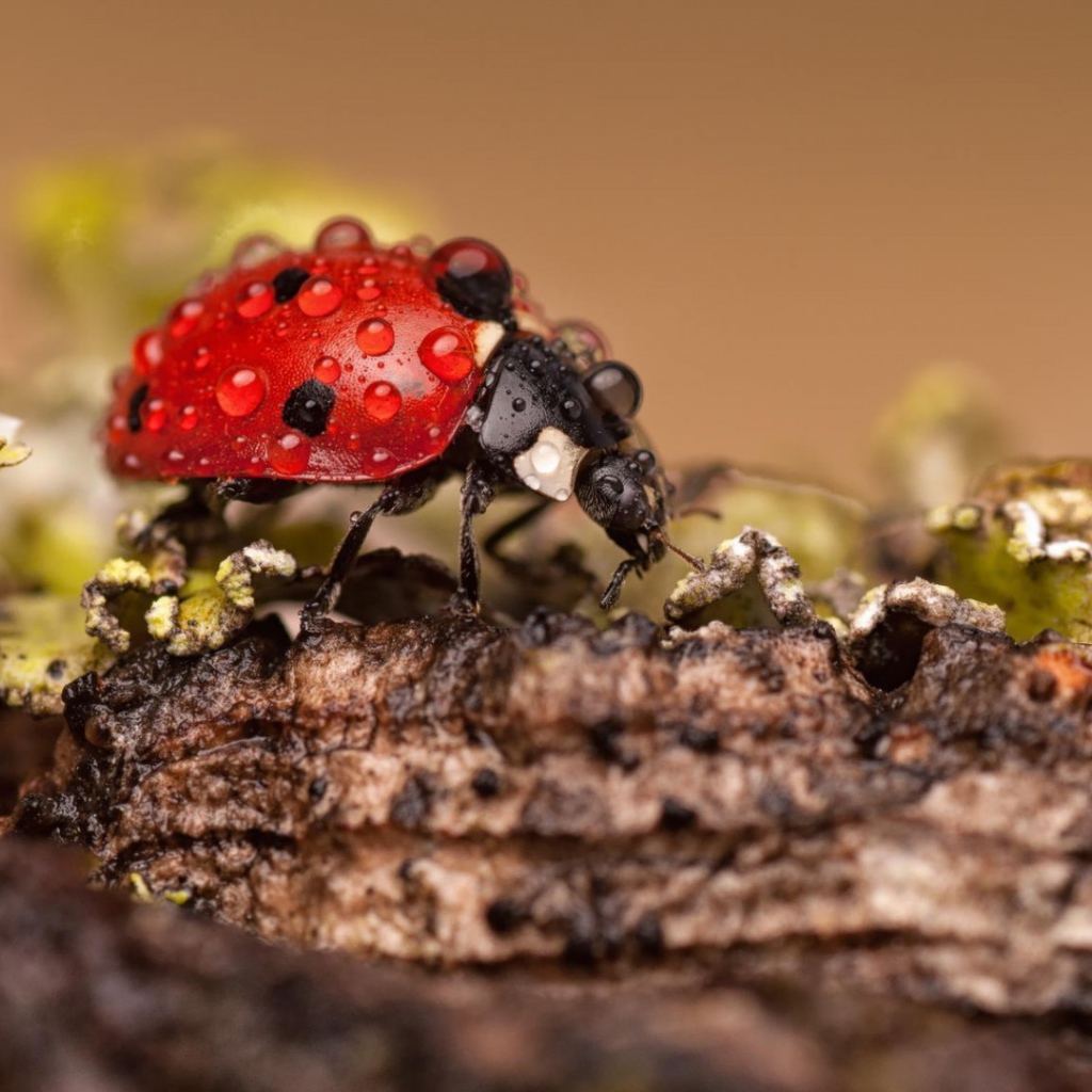 Красный жук покрыт росой