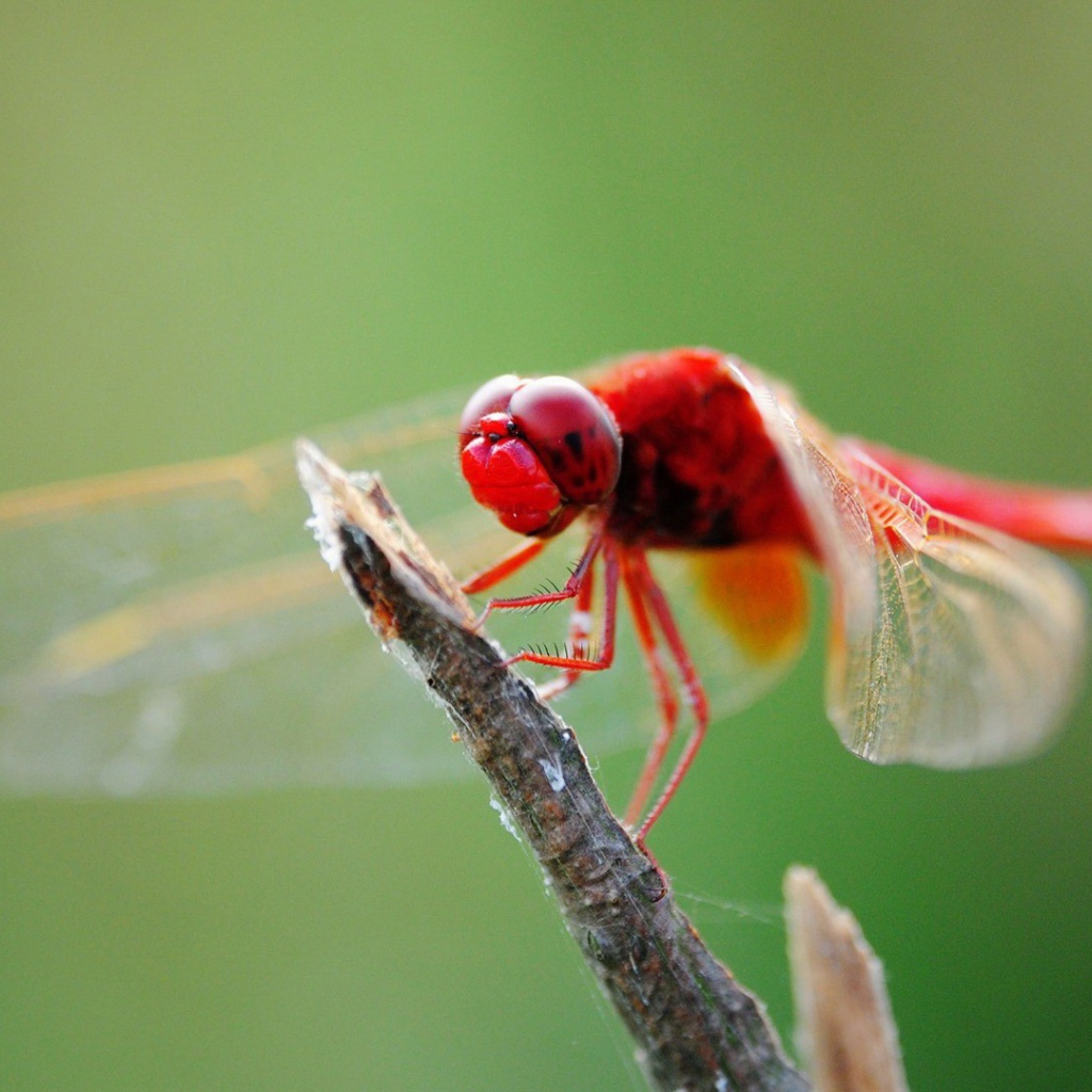 Красная стрекоза на ветке