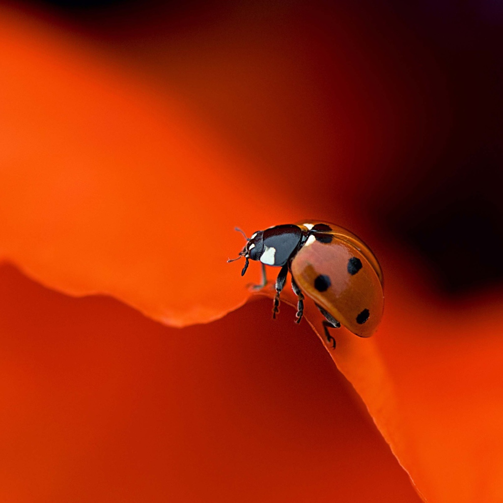 Красная божья коровка на оранжевом фоне
