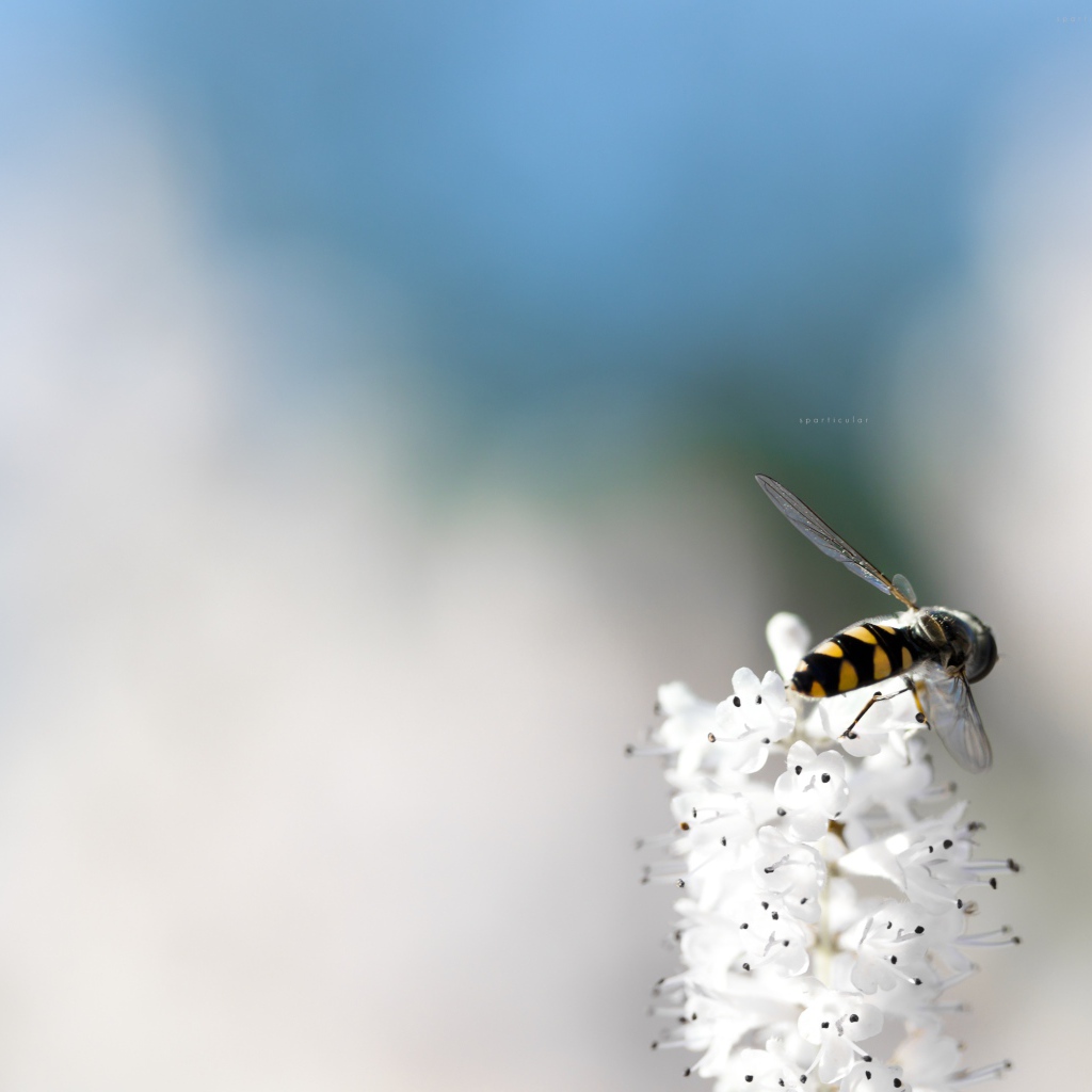 Небольшая пчела на кисточке белых цветов
