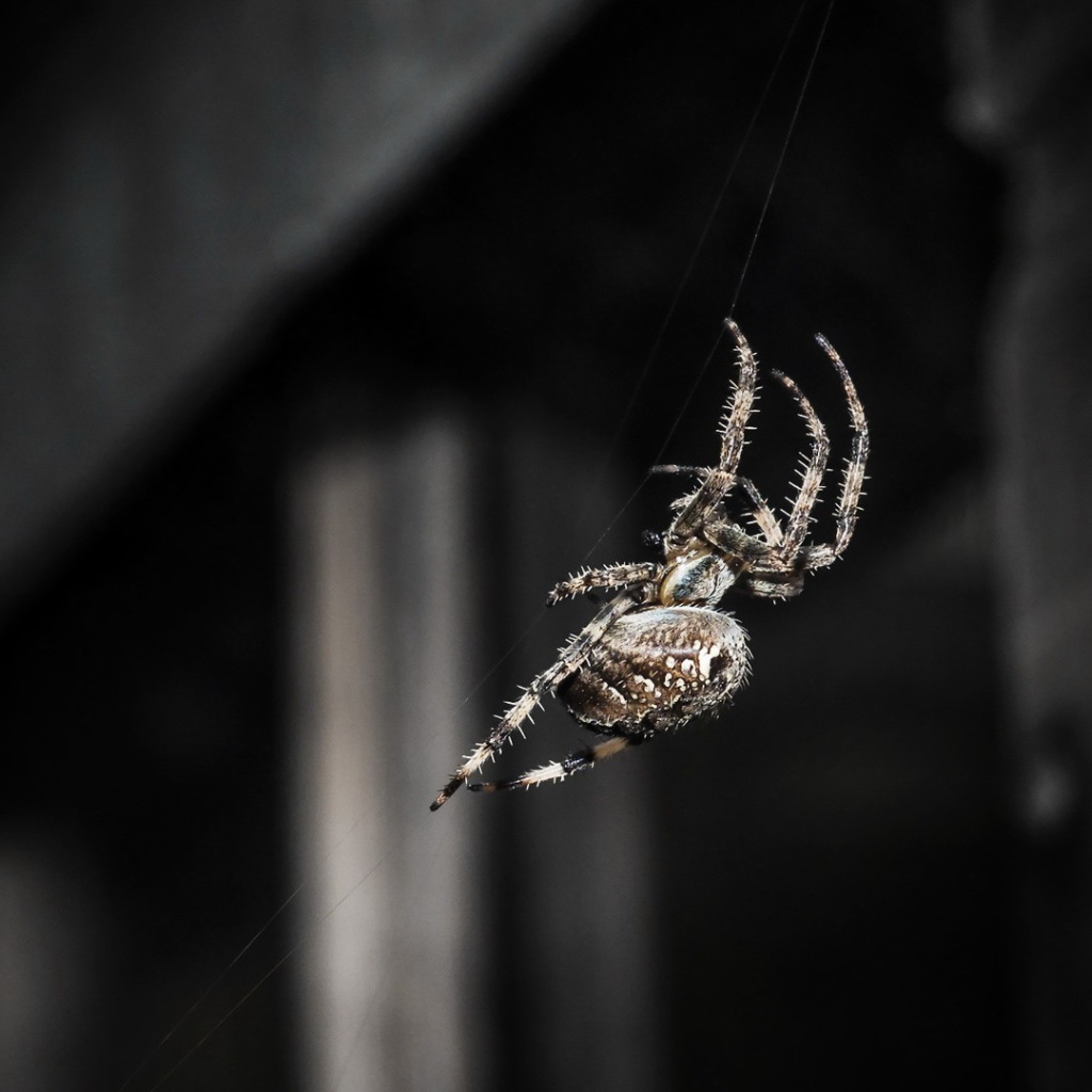 Паук ползет по своей паутине