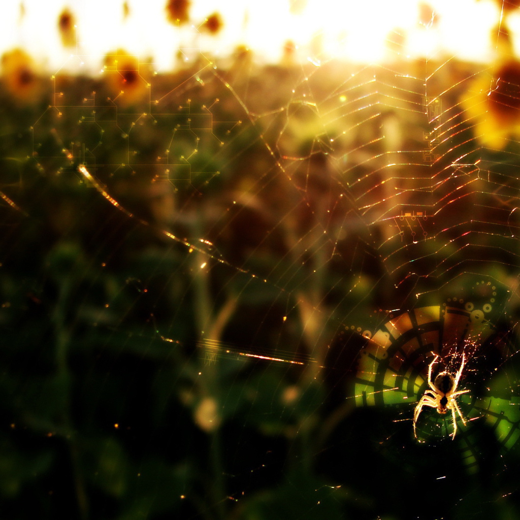 Паук в лучах солнца