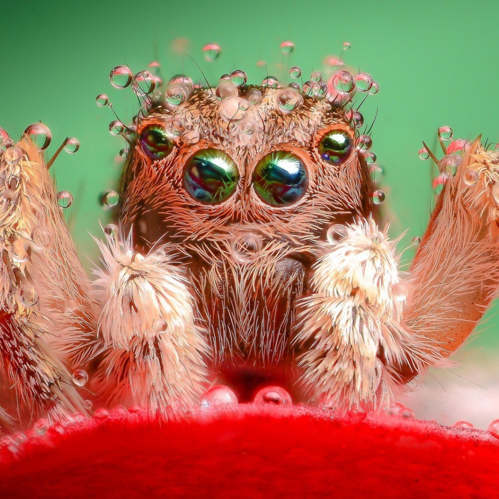 Паук в воде