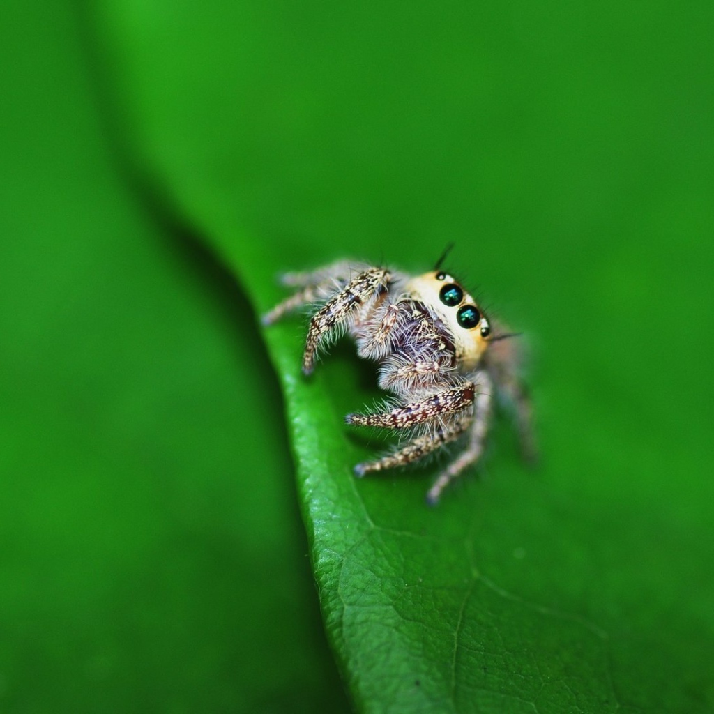 Паук на листике с дерева
