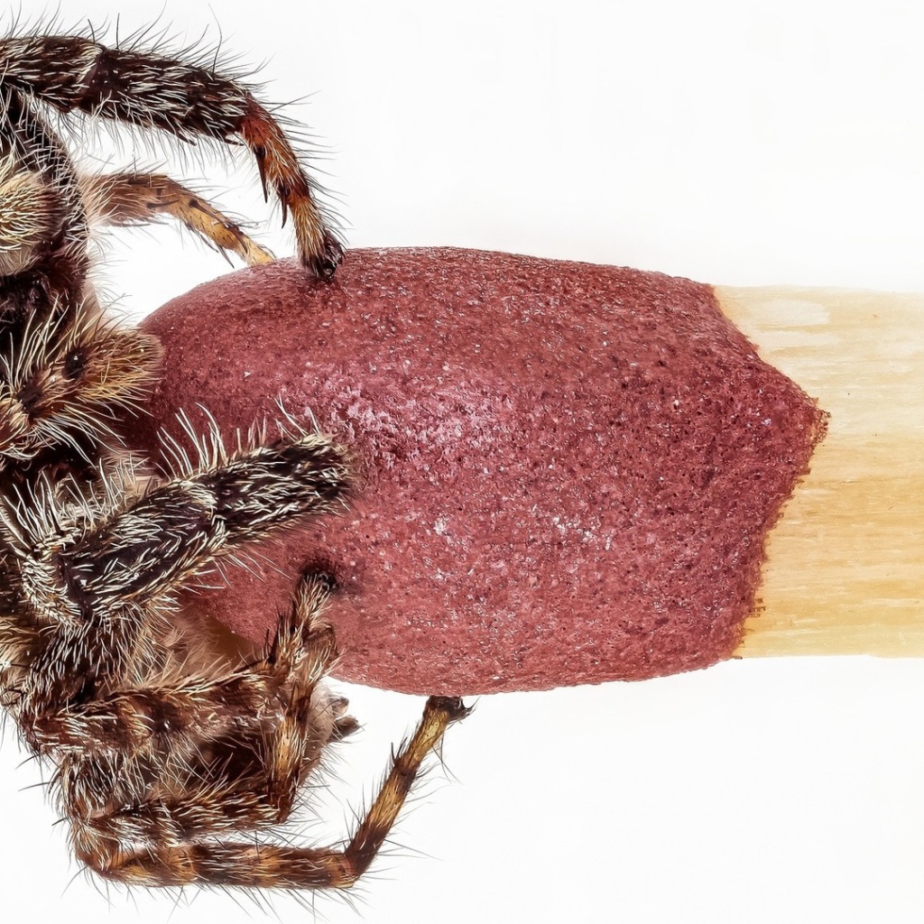 Паук на головке спички