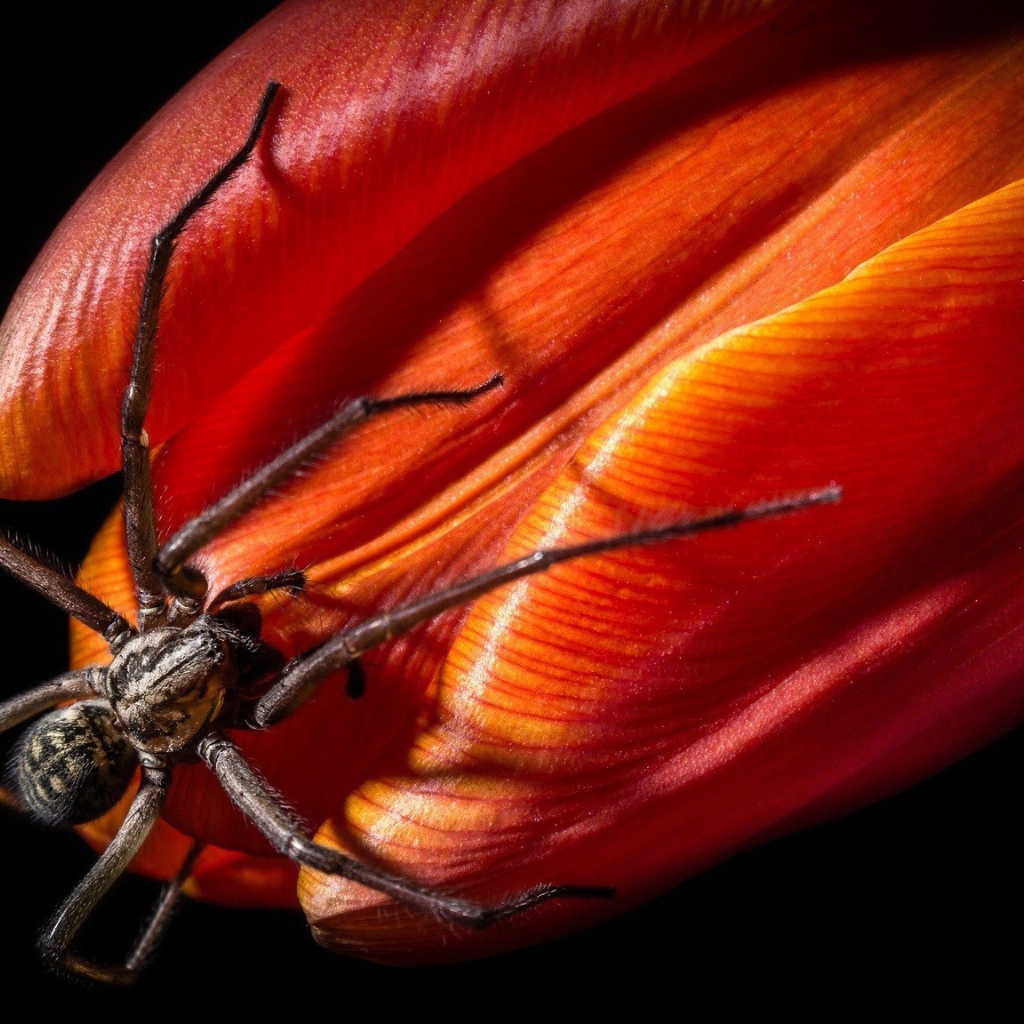 Паук на бутоне красного тюльпана