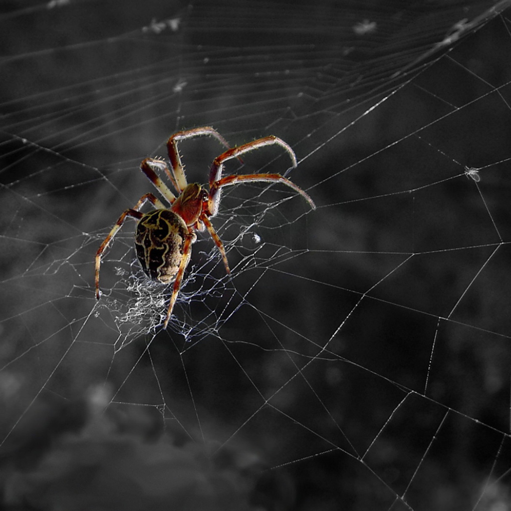 Паук ждет свою добычу