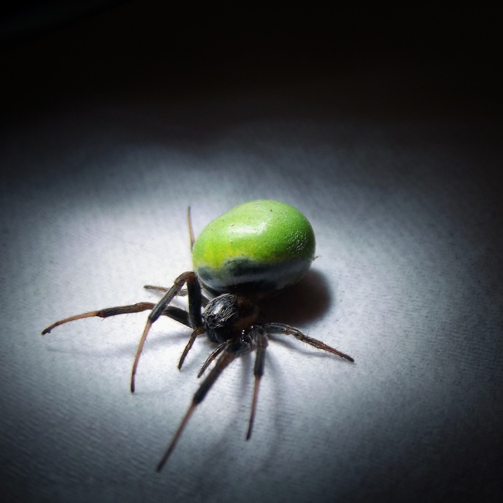 Паук с зеленым брюшком