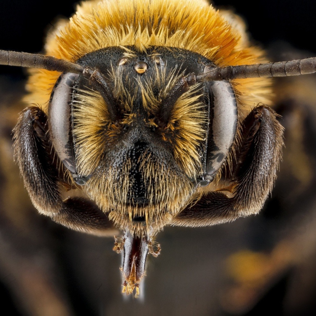 Ростки на голове насекомого