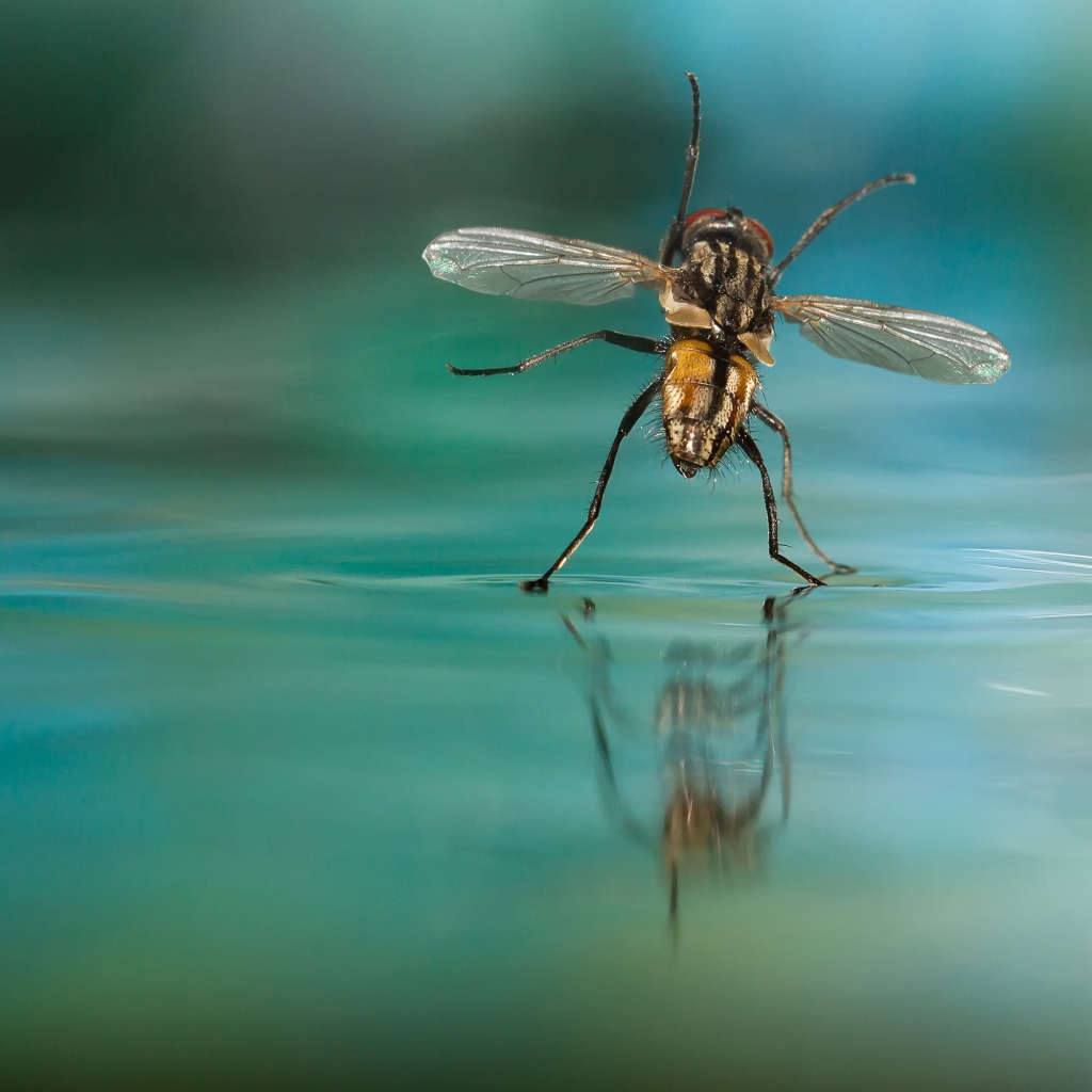 Муха на воде
