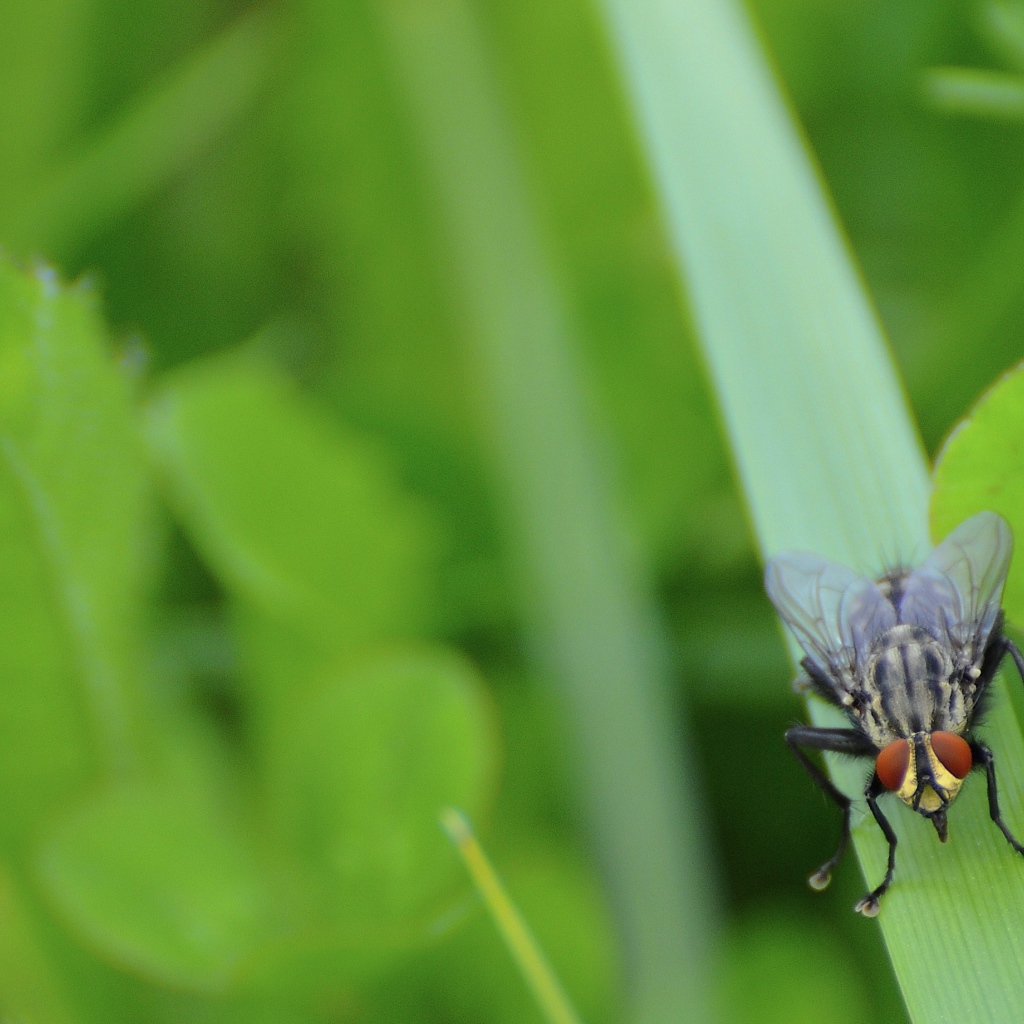 Муха сидит на травинке
