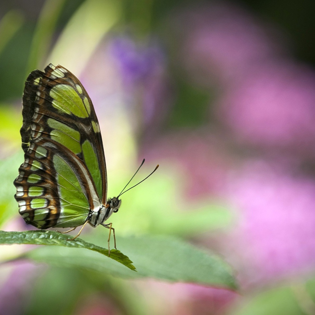 Зеленая бабочка на травинке