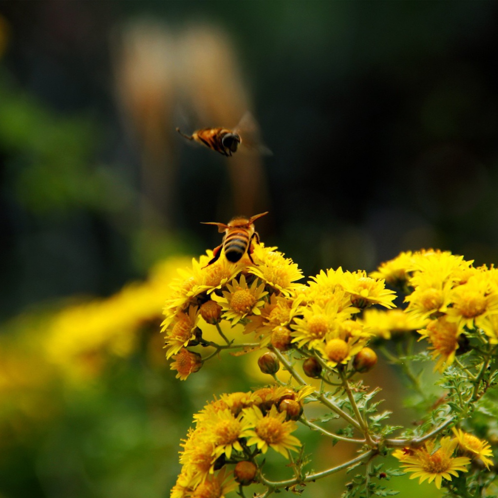 Две пчелы на кисточке желтого цветка