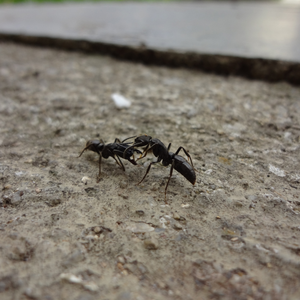 Два черных муравья на земле