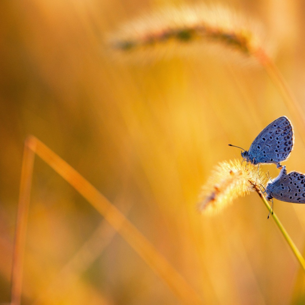 Две бабочки на колоске полевого растения